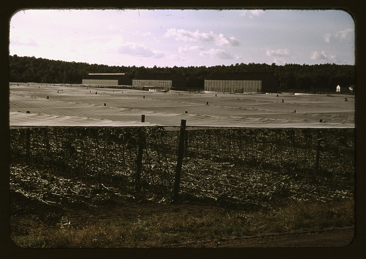 Cheesecloth tents covering shade-grown tobacco in Suffield, Connecticut, 1940s