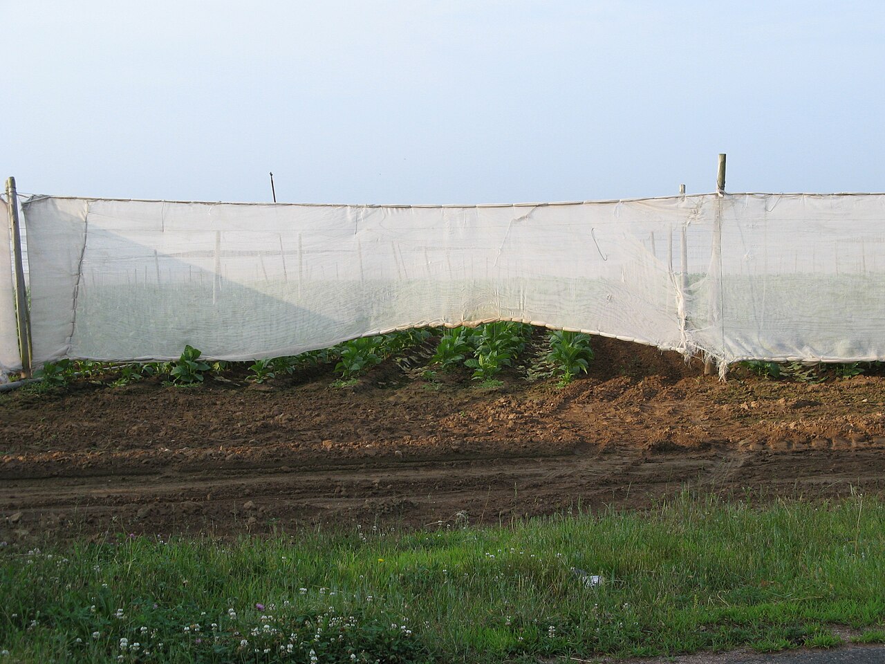 Shade tobacco growing under white tents in East Windsor, Connecticut