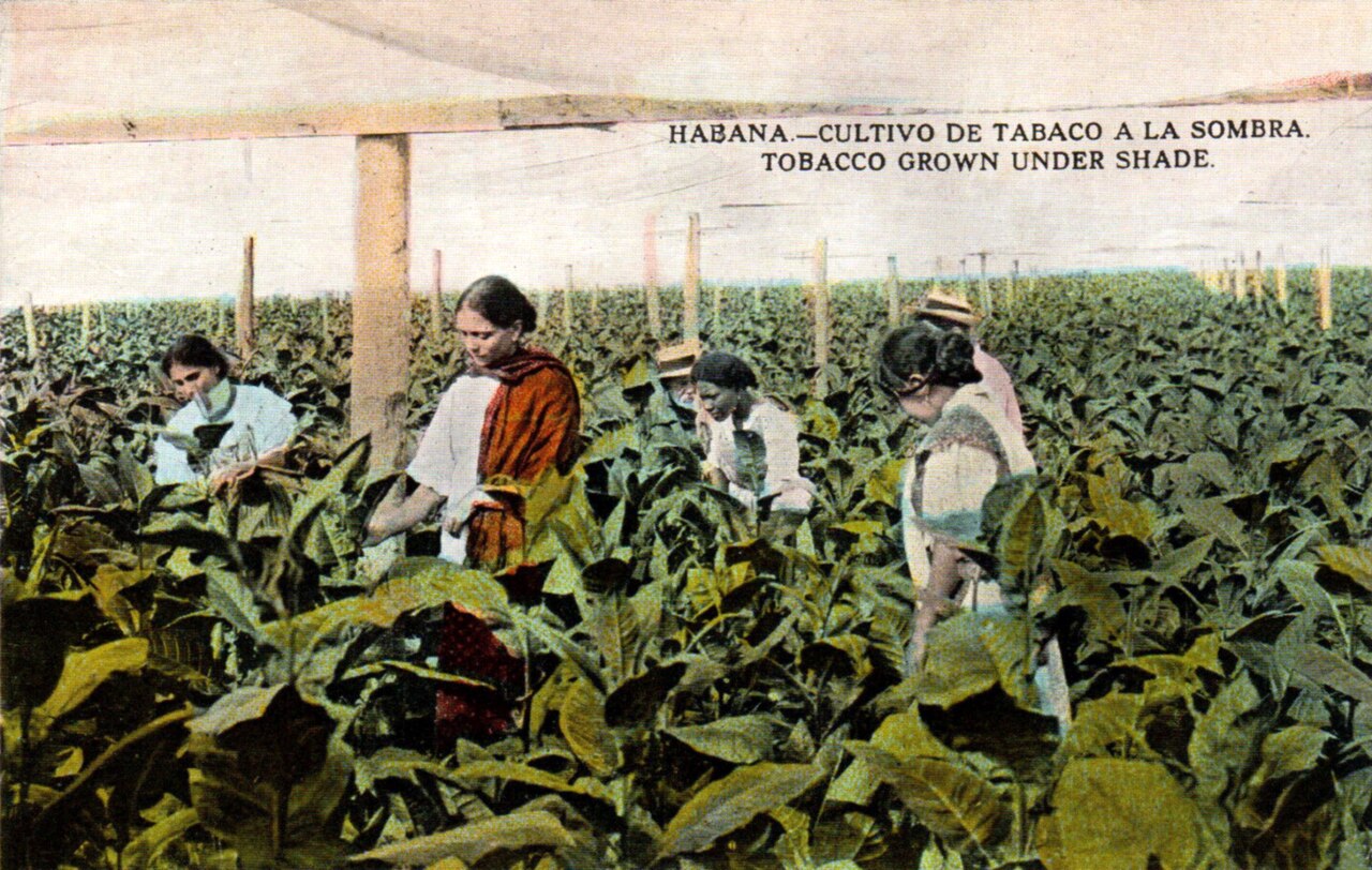 Vintage view of shade-grown tobacco cultivation under cloth