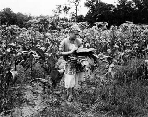 Pickers harvesting tobacco leaves by hand in Manjimup