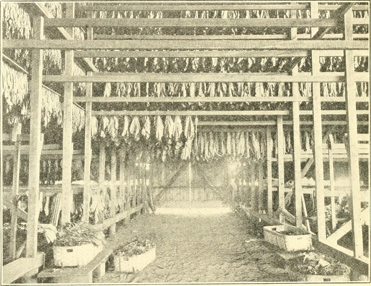 Archival plate from a 1909 tobacco-curing manual showing leaf in stages of cure