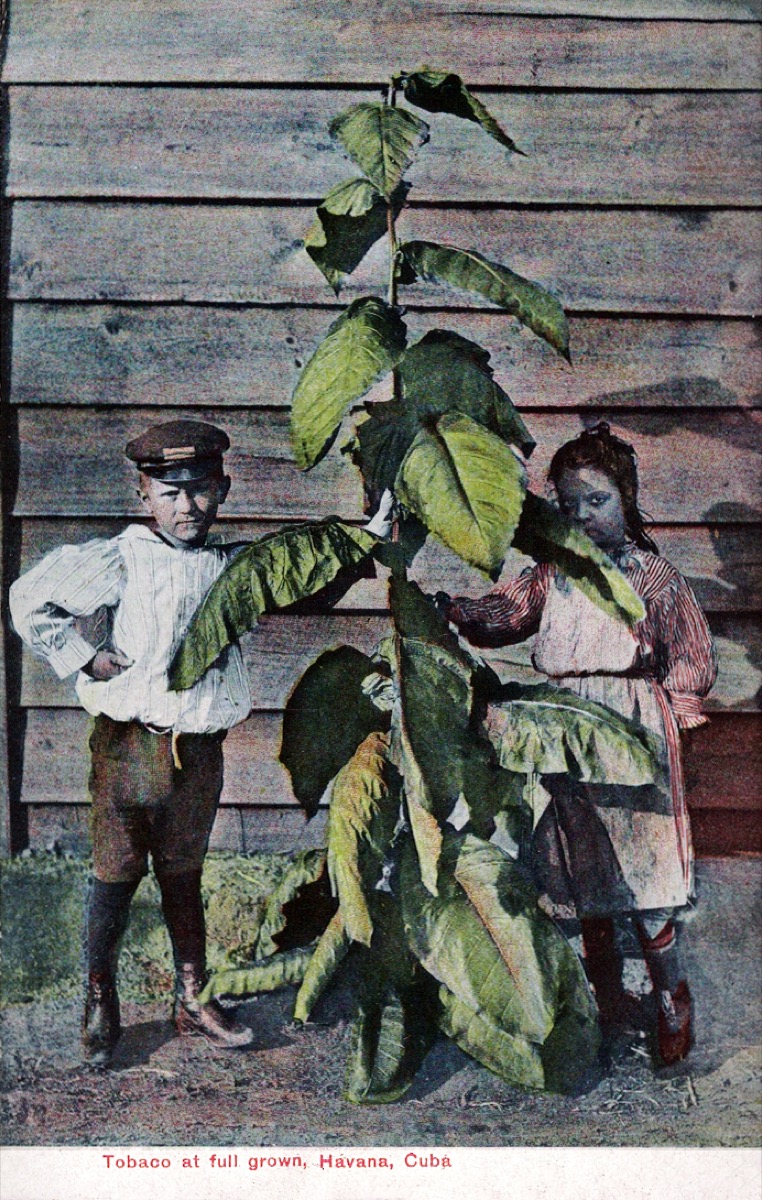 A fully grown Cuban tobacco plant standing head-high in the field