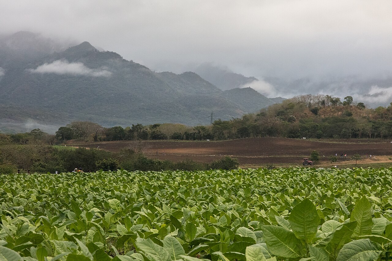 Rows of cigar tobacco growing on the Oliva farm in Esteli, Nicaragua