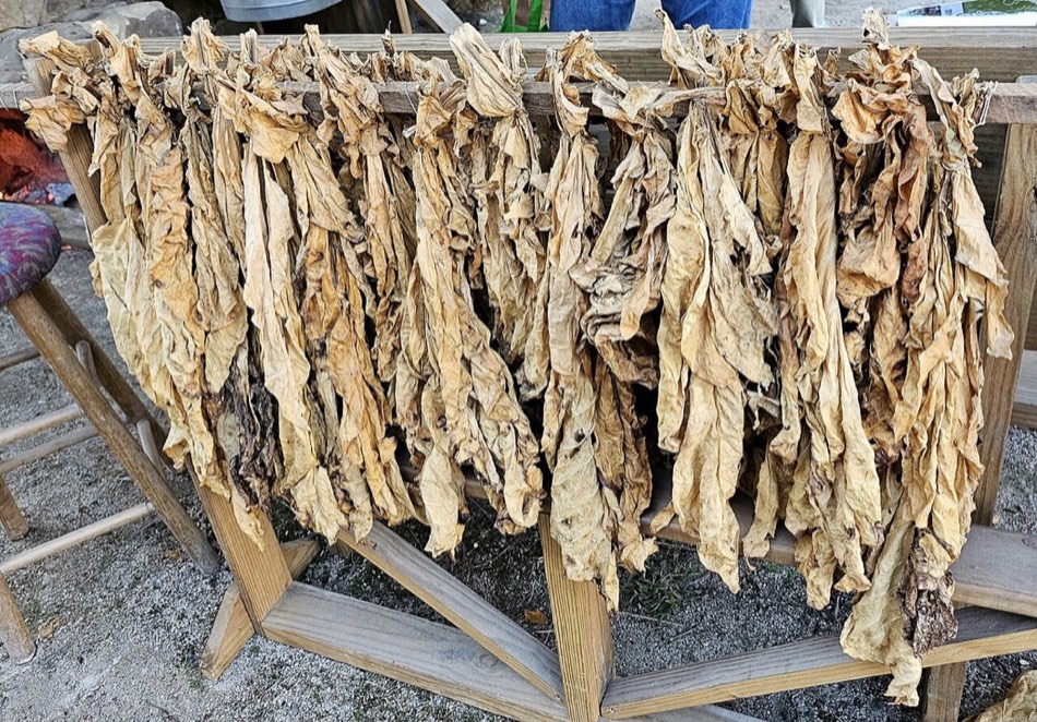 Bundles of cured tobacco leaf sorted and displayed