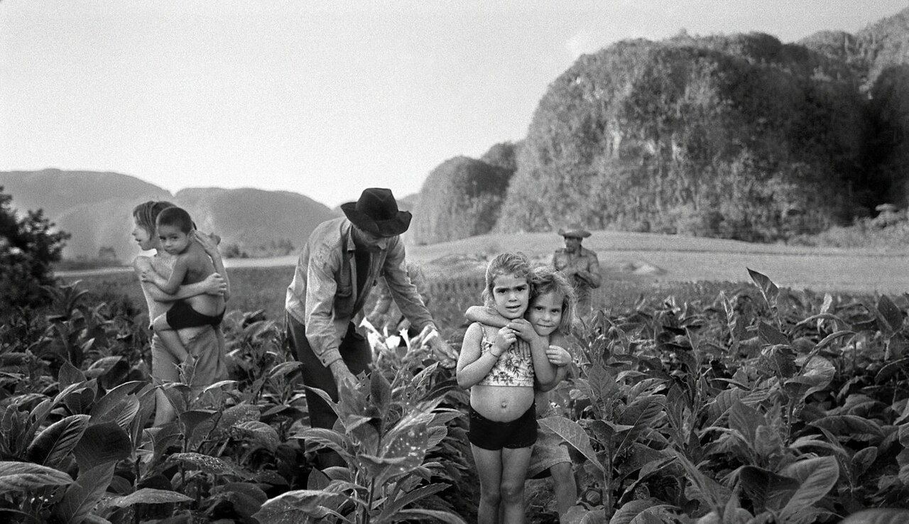 Workers harvesting tobacco under full sun in Cuba